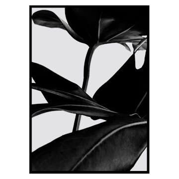 Poster Gallerix Ficus Black