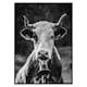 Poster Gallerix Cow With Bell