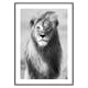 Poster Gallerix Majestic Lion