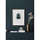 Poster Gallerix Beetle Display