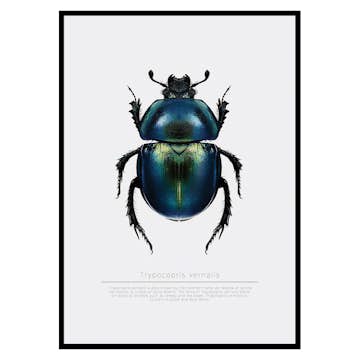 Poster Gallerix Beetle Display