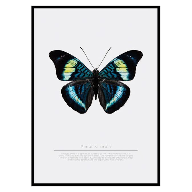 Poster Gallerix Butterfly Display
