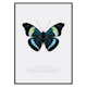 Poster Gallerix Butterfly Display