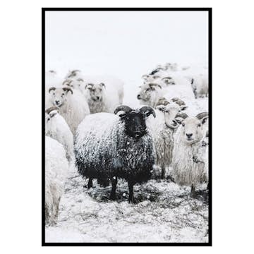 Poster Gallerix Winter Sheep