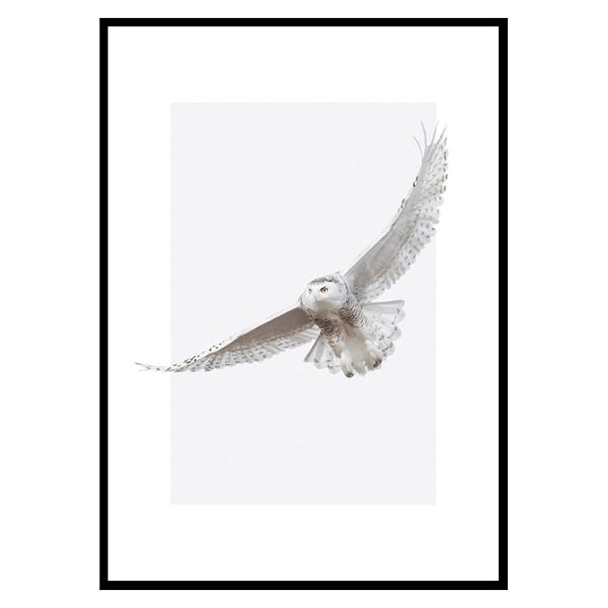 Poster Gallerix White Owl