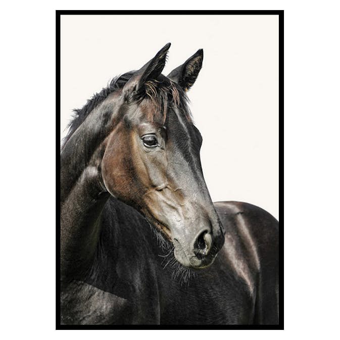 Poster Gallerix Brown Horse