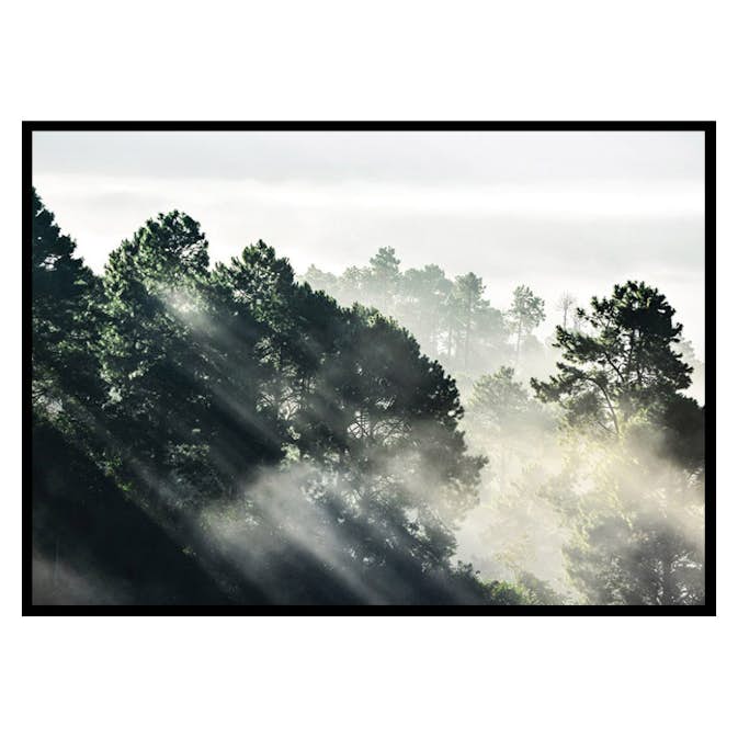 Poster Gallerix Sunlight Forest
