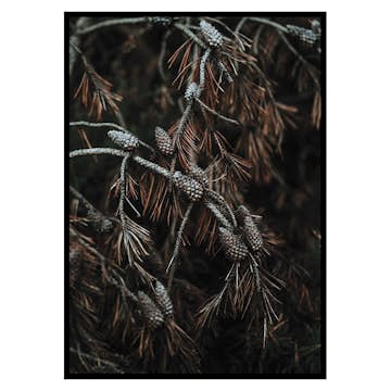 Poster Gallerix Tree Cones Dark