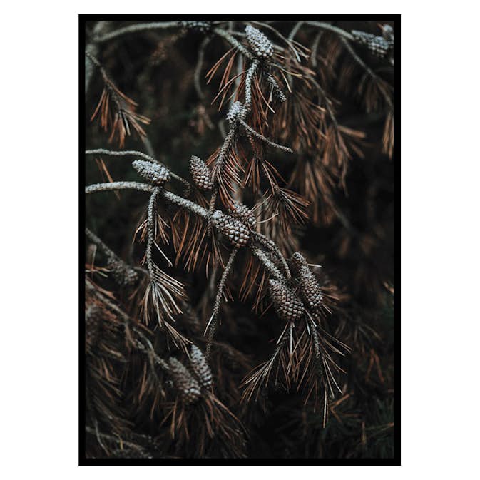 Poster Gallerix Tree Cones Dark