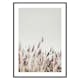 Poster Gallerix Dried Plants No2