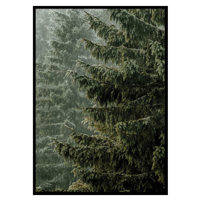 Poster Gallerix Spruce Trees