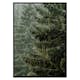 Poster Gallerix Spruce Trees