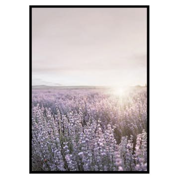 Poster Gallerix Provence Lavender
