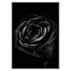 Poster Gallerix Black Rose