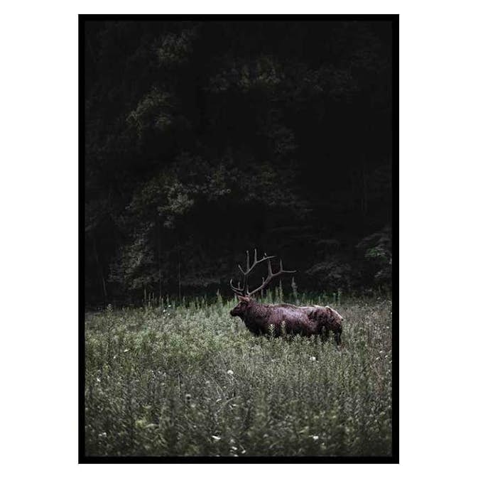 Poster Gallerix Deer in Nature