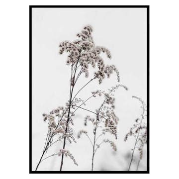 Poster Gallerix Dry Flowers