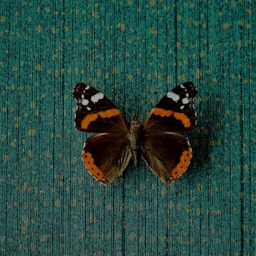 Tapet Eijffinger Unify 333266