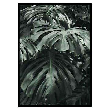 Poster Gallerix Monstera No3
