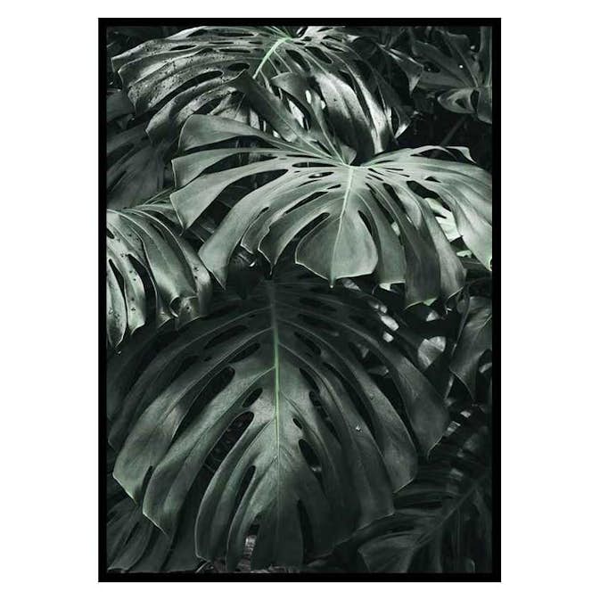 Poster Gallerix Monstera No3