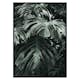 Poster Gallerix Monstera No3
