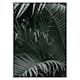 Poster Gallerix Palm Leaf No1