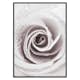 Poster Gallerix Bright Pink Rose No1