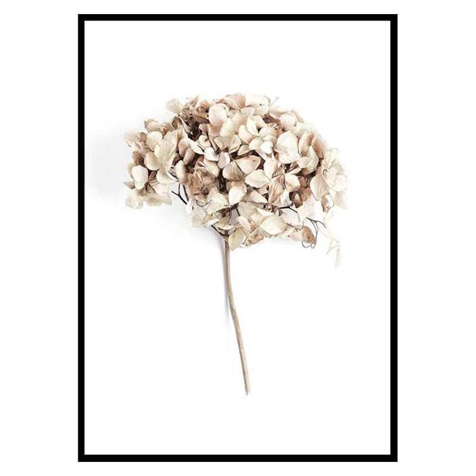 Poster Gallerix Dried Field Flower No2