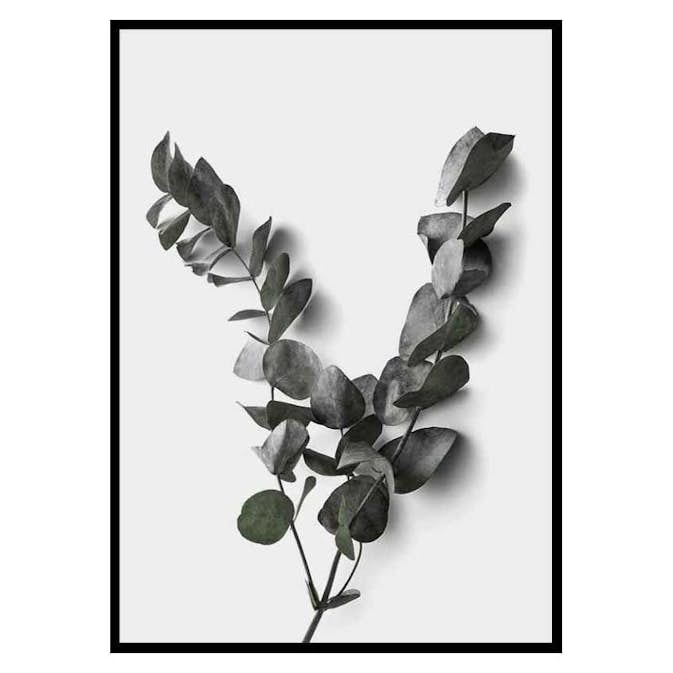 Poster Gallerix Eucalyptus No3