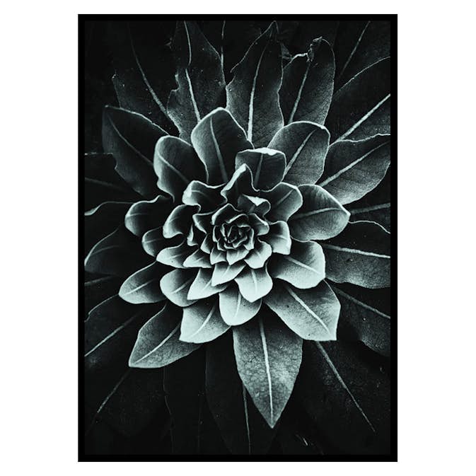 Poster Gallerix Leaf Rosette