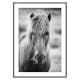 Poster Gallerix Icelandic Horse B&W