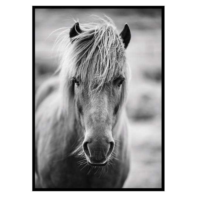 Poster Gallerix Icelandic Horse B&W