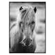 Poster Gallerix Icelandic Horse B&W