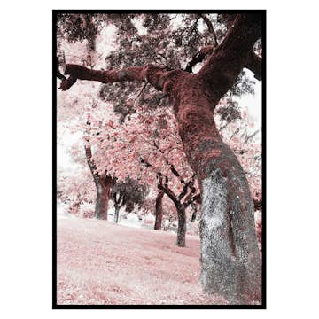 Poster Gallerix Pink Trees No2