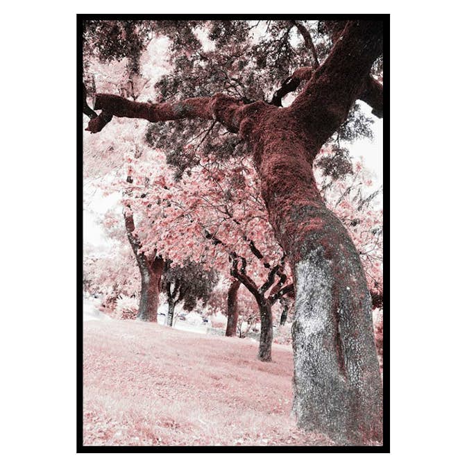 Poster Gallerix Pink Trees No2