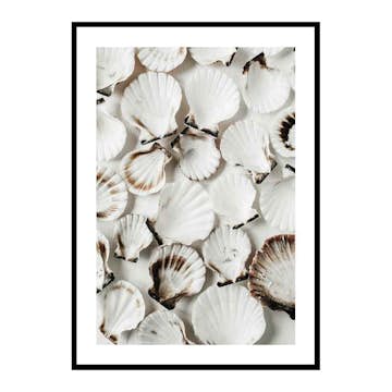 Poster Gallerix Sea Shells