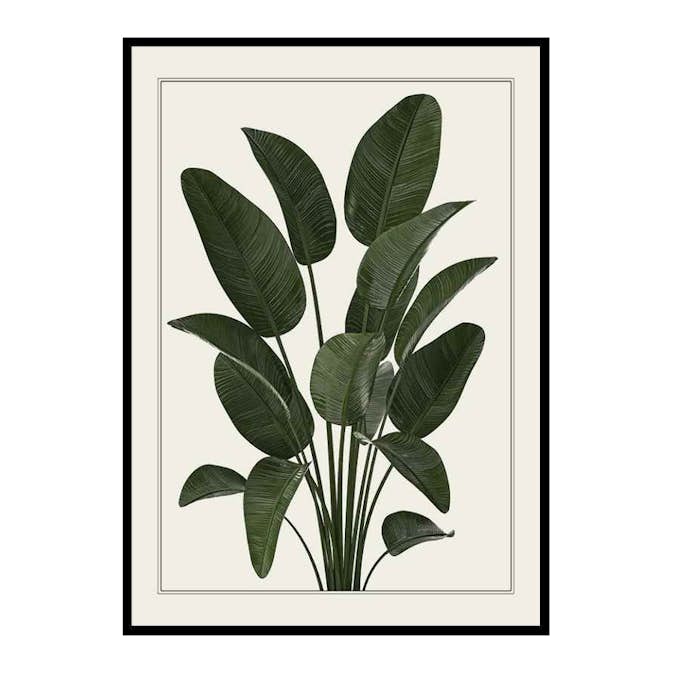 Poster Gallerix Strelitzia