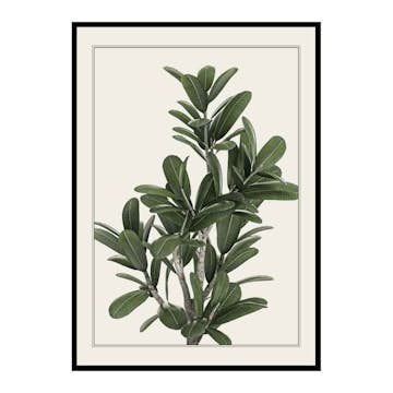 Poster Gallerix Frangipani