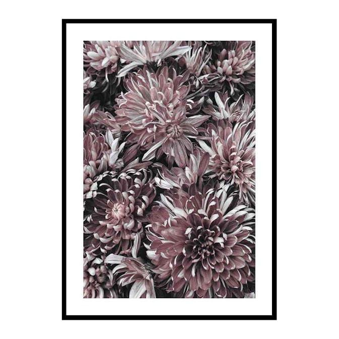 Poster Gallerix Dahlias