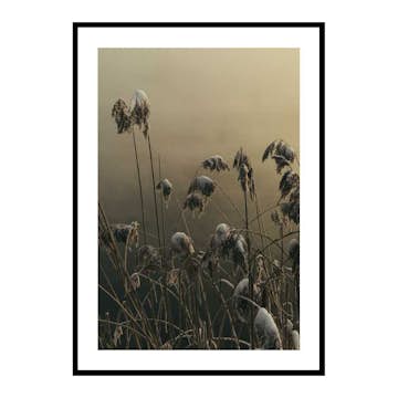 Poster Gallerix Winter Reed No1