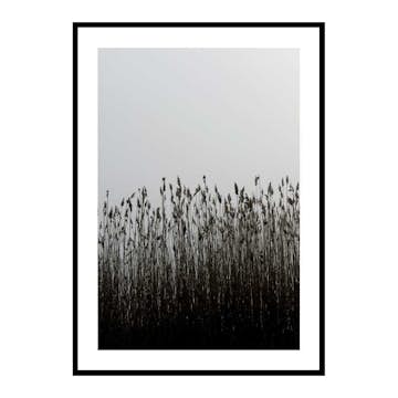 Poster Gallerix Finest Reed