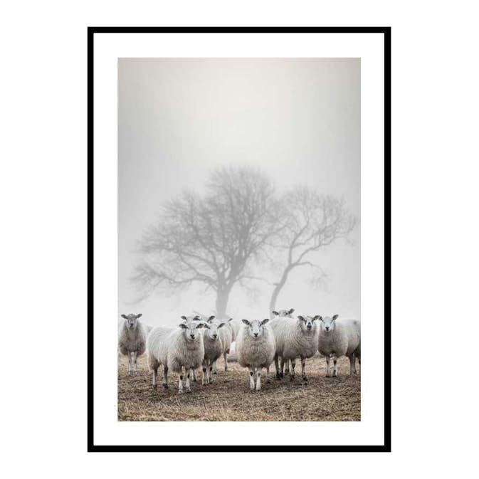 Poster Gallerix Sheep In Fog