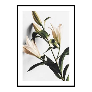Poster Gallerix Lilies