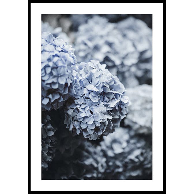 Poster Gallerix Blue Hydrangea