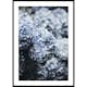 Poster Gallerix Blue Hydrangea