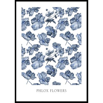 Poster Gallerix Phlox Flowers