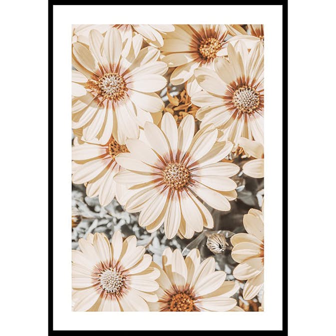 Poster Gallerix Dimorfoteca