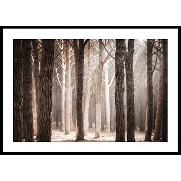 Poster Gallerix Pinewood Forest