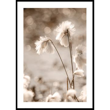 Poster Gallerix Cottongrass In The Wind