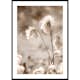 Poster Gallerix Cottongrass In The Wind