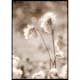 Poster Gallerix Cottongrass In The Wind
